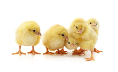 Group of small chickens.