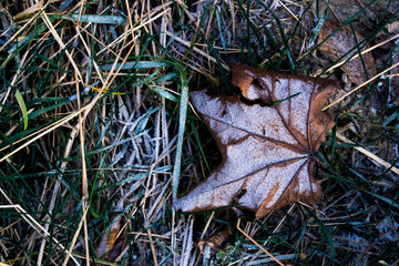 autumn leaves in the forest