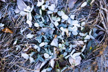 blue flowers in the snow