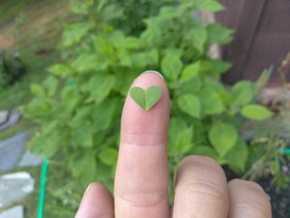 Hand holding a heart shaped clover leaf on finger tip in the garden