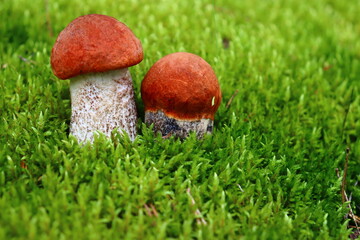 Red mushrooms grow on green moss. Leccinum is an edible mushroom with a red cap that grows in the wild forest
