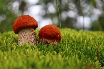 Red mushrooms grow on green moss. Leccinum is an edible mushroom with a red cap that grows in the wild forest

