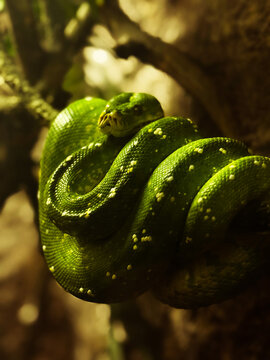 green tree python