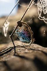 round spider web with drewdrops in backlight in between a cord fixed on a nail on an old piece of wood 