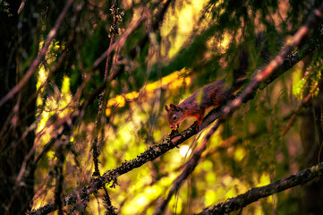 Red squirrel eating on a tree branch in forest light