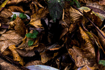 fallen autumn leaves