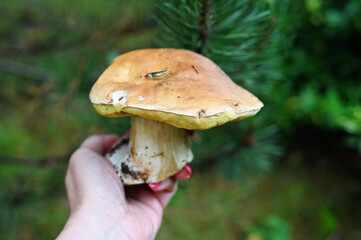 porcini mushrooms