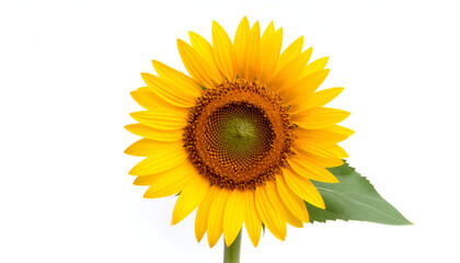 Fototapeta premium A vibrant yellow sunflower in full bloom, isolated on a clean white background, symbolizing summer, growth, and positivity.