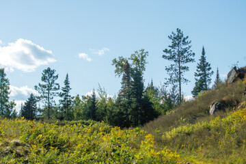 mountain landscape with yellow flowers