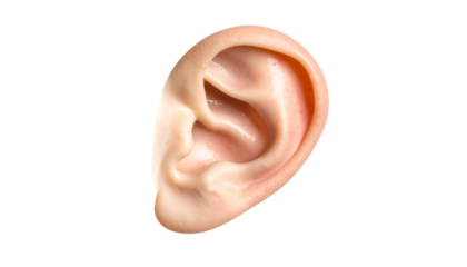 Human Ear Close-Up Model