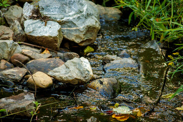 stream in the forest with rocks
