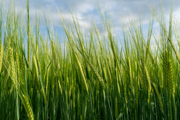 Obraz premium Green wheat field swaying under cloudy sky in the early evening light