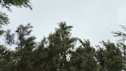 Pine branch with young buds close-up — natural background for design, ecological projects, nature materials, and healthy lifestyle concepts.