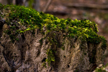 moss on tree trunk