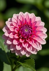 Radiant Pink Dahlia Blossom in Full Bloom.