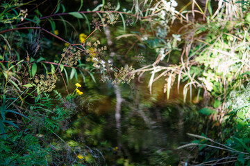 A pool of water in the forest