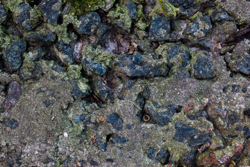 lichen on stone