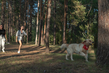 Obraz premium Two girls are walking with retriever dog in the pine forest.