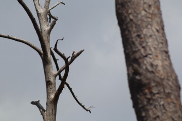 Woodpecker on tree