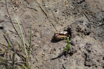 Tiny crab on the ground