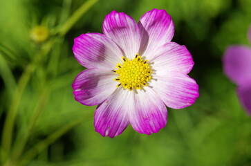 pink cosmos flower