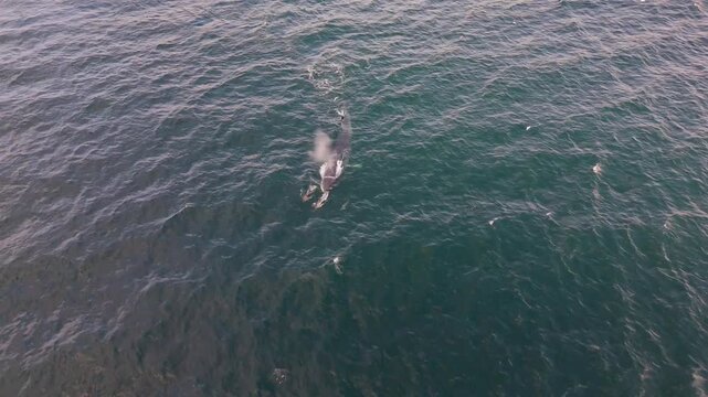 Aerial view of fin whale, Balaenoptera physalus, hunting in Donegal Bay, Ireland