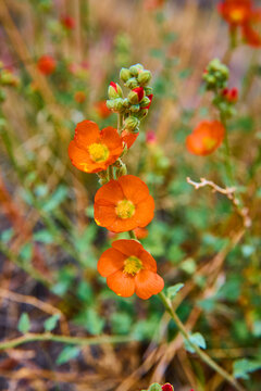Orange Globe Mallow Wildflowers Blooming with Buds Close Up
