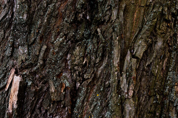 tree bark texture