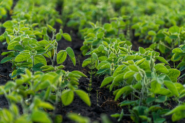 Lush green soybean plants thrive in a vibrant field during early morning sunlight