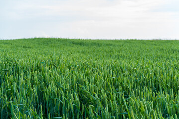 Lush green wheat field under a bright sky in early morning light showcasing nature's beauty and agricultural abundance