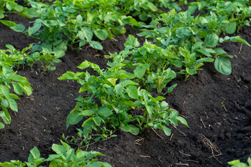 Healthy potato plants growing in fertile soil on a sunny day in springtime