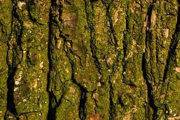 bark of a tree