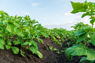 Lush potato plants grow in fertile soil under a clear sky during late afternoon hours in a rural farm setting
