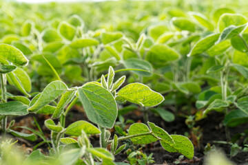 Green soybean plants growing in a sunny field during early morning hours in a rural setting