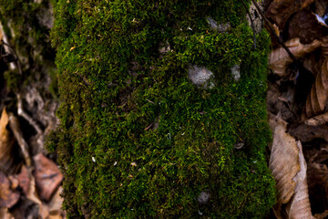 moss on tree
