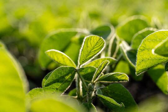 Green soybean plants growing in a sunlit field at dawn displaying vibrant leaves and small buds
