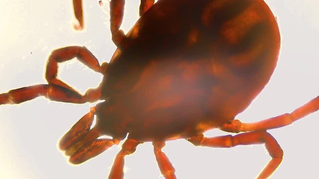 Close-up image of a tick under magnification, showing its reddish-brown body, legs, and fine details against a bright backlit background.