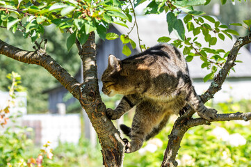 Tabby cat climbing on a tree branch in the sunny summer garden.