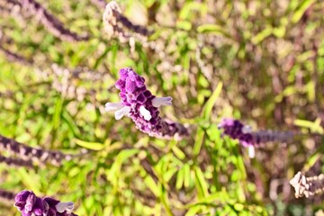 Closeup of Bicolor Mexican Sage Bush, Salvia leucantha 'Bicolor'.