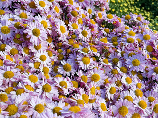 Chrysanthemum garden mums pink flowers