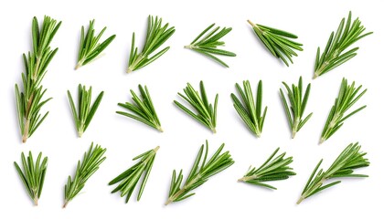 Obraz premium Fresh rosemary sprigs arranged on a white background
