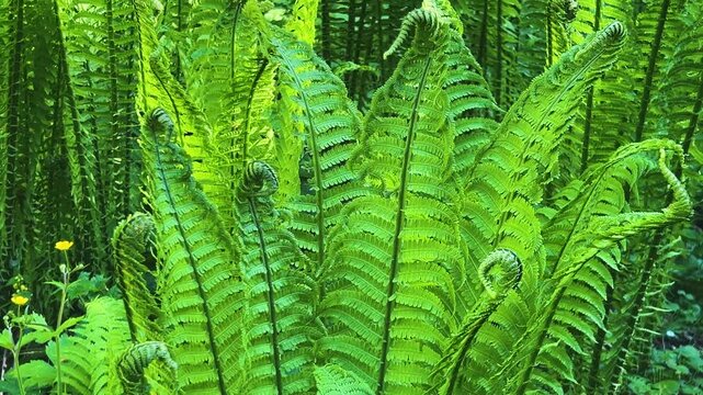 A fern thicket in a forest in spring. The fronds, the young green leaves of a fern, are spirally twisted at the top to form a snail shape.