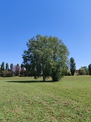 A lush tree stands tall on a meadow in an Italian nature reserve.