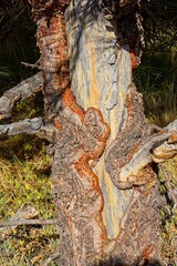 Closeup of rough bark on the trunk of an evergreen tree.