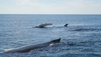 Fototapeta premium Whale Watching in the Atlantic Ocean