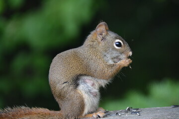 Close-up of a red squirrel eating sunflower seeds on wooden surface, wild animal wildlife photography, brown furry rodent with green blurred forest background, nature in Northwestern Ontario Canada
