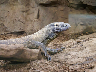 The amazing Komodo Dragon getting a drink of water at a zoo exhibit in Tennessee. Native to the Komodo Island in Indonesia the dragon or Komodo monitor has venom that prevents blood from clotting.