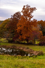 Autumn trees reflecting in a small pond
