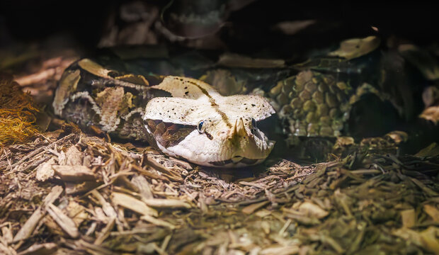 The highly venomous West African Gaboon Viper also known as the Gaboon Adder at the zoo. Ranging in the sub-saharan rainforests of Africa.