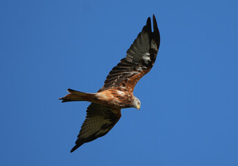 a red kite (milvus milvus) with spread wings soaring through a clear blue sky